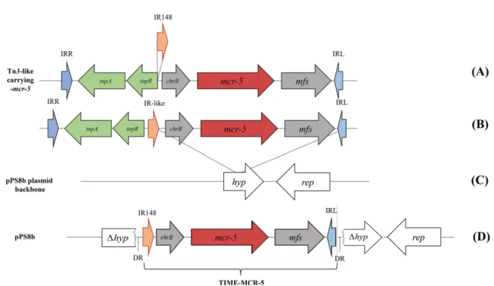 FIG 4 Proposed model of the chronology of acquisition of the mcr-5 cassette onto the pPS8b plasmid backbone.