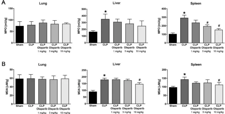 Fig.  1.  Effect of olaparib on Jung,  liver  and  spleen  MPO  and  MDA  levels  in young male  Balb/ c  mice  subjected  to CLP