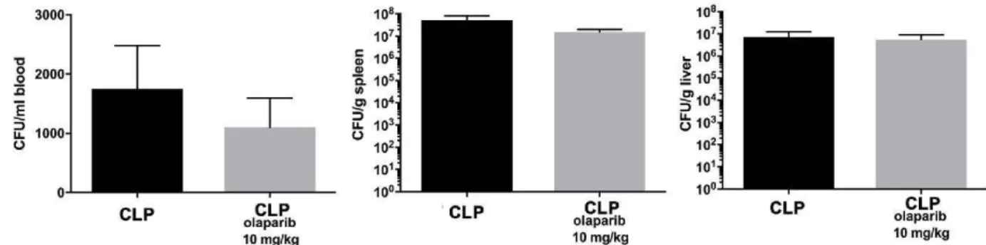 Fig.  10.  Effect o f o laparib on blood,  spleen and liver bacterial colony-forming  unit (CFU)  numbers  in young male Balb/c mice subjected to  E