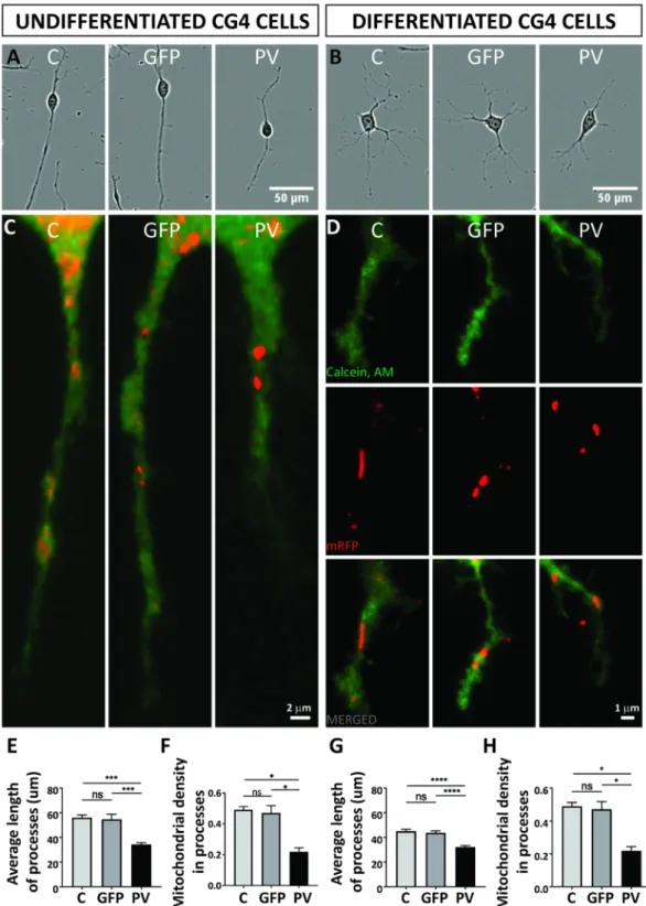 Figure 6.  PV overexpression affects mitochondrial density and position of mitochondria in distal cellular  processes