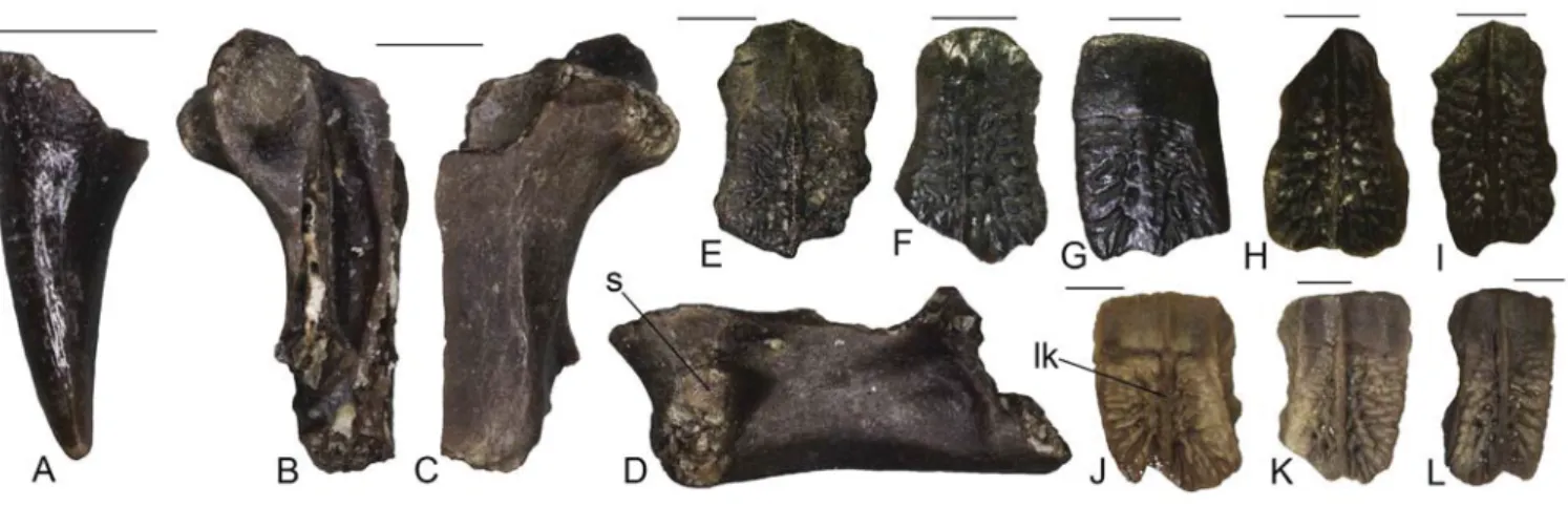 Figure 8. cf. Ophisaurus sp. from Karydia-3 (A–D): isolated tooth (AMPG KR3 035) in medial view (A); trunk vertebra (AMPG KR3 034) in dorsal (B), ventral (C), and left  lateral (D) views