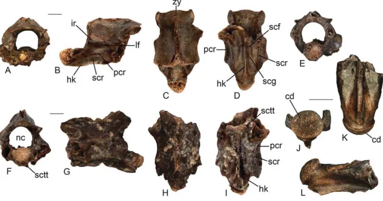Figure 9. Colubridae indet. from Karydia-2 (A–I): posterior trunk vertebra (UU KR2 5018) in anterior (A), right lateral (B), dorsal (C), ventral (D), and posterior (E) views; 