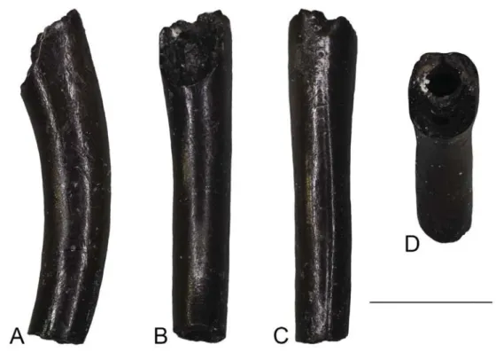 Figure 10. Viperidae indet. from Aliveri: isolated fang (UU AL 3592) in lateral (A), posterior (B), anterior (C), and dorsal (D) views.