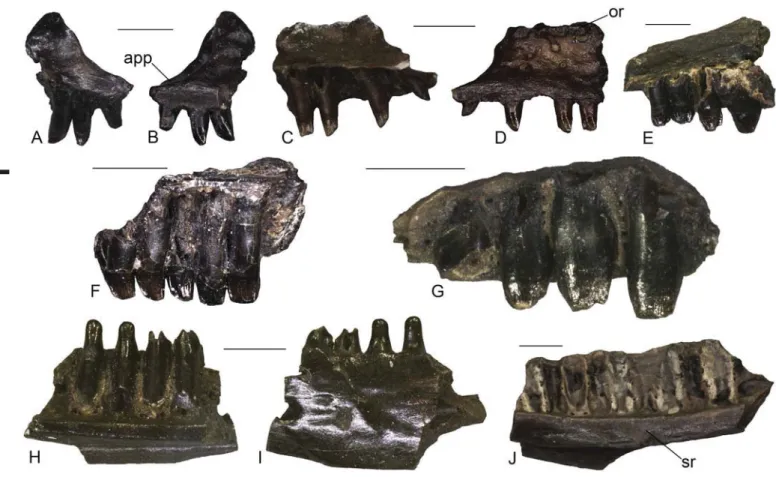 Figure 7. Lacertidae indet. from Karydia-3 (A–D): left maxilla (AMPG KR3 017) in medial (A) and lateral (B) views; left maxilla (AMPG KR3 018) in medial (C) and lateral (D)  views