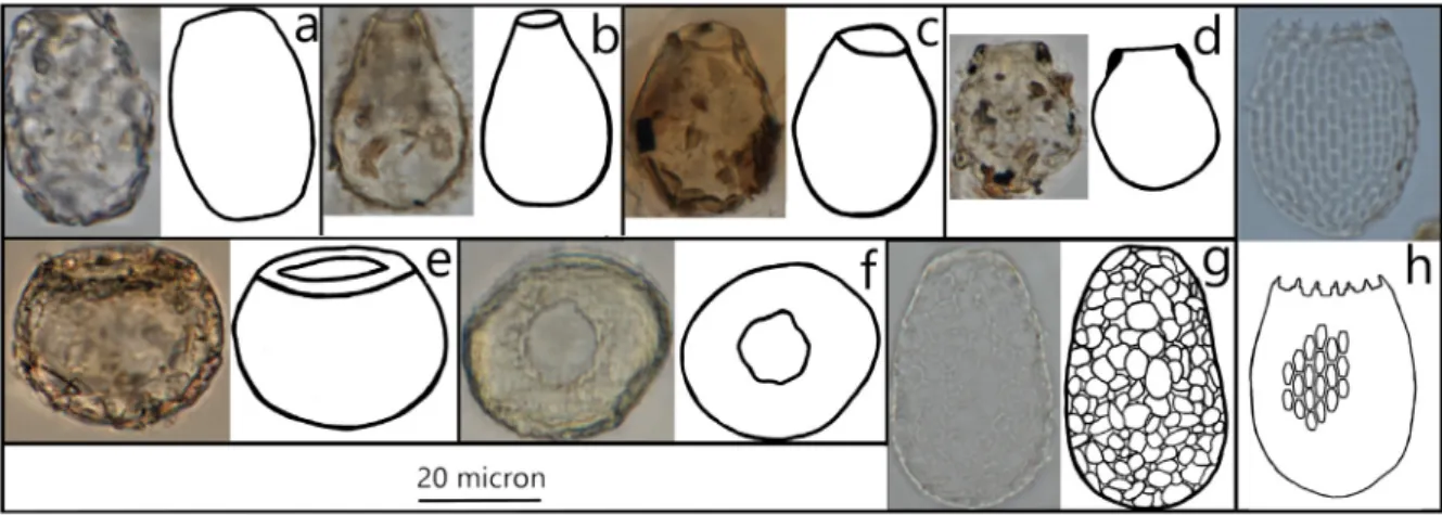 Fig. 3. Light microscope pictures of agglutinated testate amoebae &lt;45 ␮m in length from peatlands from the west coast of the South Island of New Zealand