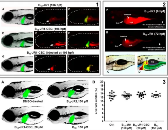 Figure 7. Bio-distribution and toxicity evaluation of B 12 -JR1 and B 12 -JR1-CBC in the 120-hpf old transgenic Tg(fabp10:EGFP) zebrafish embryo with fluorescently labelled liver