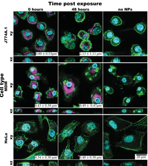 Figure 2. Confocal laser scanning microscopy conﬁrms uptake and retention of SiO 2 NPs
