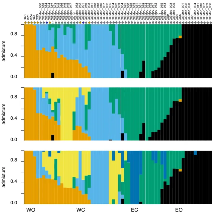 Fig. S2 Admixture proportions in 62 olive trees inferred from genotype likelihoods of  536,341 SNPs with NGSadmix for K = 4 to 6