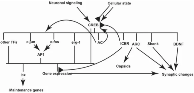 Figure 5. Simpliﬁed gene regulatory network in LTM formation and maintenance: the molecular switch CREB turns on the LTM regulatory network depending on the context