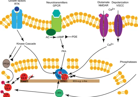 Figure 1 . Regulation of CREB: the CREB TF is activated and phosphorylated by growth factors through RTK, neurotransmitters through GPCRs, or Ca 2+ via glutamatergic NMDA receptors or VGCCs