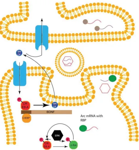 Figure 4. Feedback loops, BDNF and ARC: binding of BDNF to its receptor activates CREB‐mediated transcription