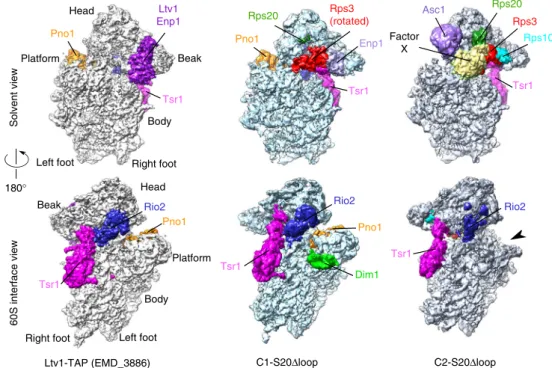 Fig. 5 Cryo-electron microscopic (cryo-EM) analysis of Rps20 Δ loop pre-40S particles