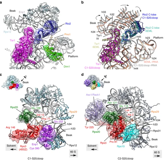 Fig. 6 Structural details of C1-S20 Δ loop and C2-S20 Δ loop pre-40S particles. a Close-up of the atomic model of C1-S20 Δ loop, as seen from the 60S interface; segmented cryo-electron microscopic (cryo-EM) densities corresponding to Tsr1, Rio2, and Dim1 a