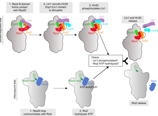 Fig. 7 Model of Rps20-mediated coordination of cytoplasmic pre-40S maturation events. Maturation events on the solvent-exposed and intersubunit side of pre-40S subunits converge into a ﬁ nal maturation event leading to the release of Ltv1 and Rio2 (see “ D