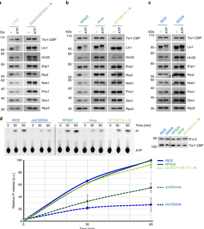 Fig. 4 Rio2 ATP hydrolysis stimulated by the Rps20 loop triggers release of Ltv1. a – c In vitro phosphorylated Ltv1 remains trapped on pre-40S particles containing the catalytically inactive Rio2.D253A or the mutant Rps20 Δ loop protein