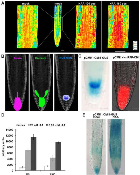 Fig 1. Auxin induces specific Ca2 + pattern and the expression of CMI1. (A) Confocal images of root expressing the YC3.6-free Ca 2+ sensor prior to auxin treatment (mock) and after treatment with 10 μM NAA (“NAA”)