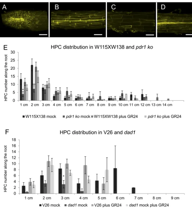 Figure S1. Related to Figure 1. Fluorol yellow staining of petunia roots and HPC  distribution along the main root in dad1, pdr1 and relative WT backgrounds
