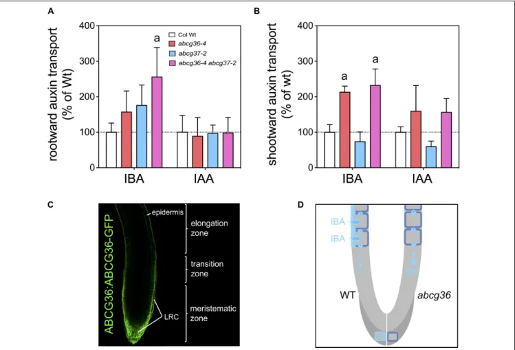 FIGURE 3 | ABCG36 functions in rootward IBA transport in the Arabidopsis root. Rootward (A, acropteal) and shootward (B, basipetal) root transport of 3 H-IBA and