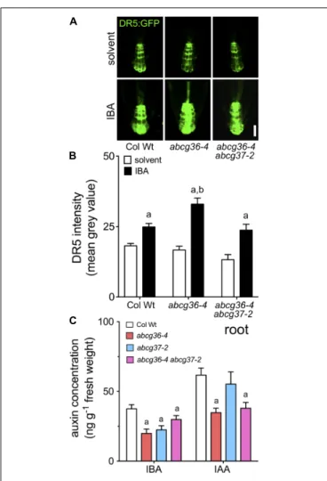 FIGURE 4 | Auxin responses and quantification of free IBA and IAA in abcg36. Root auxin responses visualized by the auxin-responsive DR5 reporter in the root tip of 5 dag seedlings (A) grown on solvent (DMSO) or 5 µM IBA (B, quantification of fluorescence 