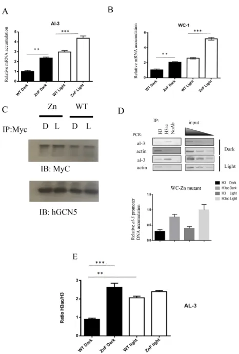 Figure 4. Zinc finger deletion influences increased RNA accumulation and histone acetylation of light- light-dependent genes in the dark