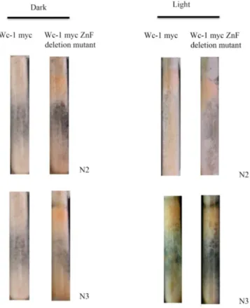 Figure S2. Phenotype analysis related to Figure 3B. Replica experiments performed on WT WC-1 Myc  and WC-1 Myc ZnF ∆ mutant following the protocol described in Figure 3B