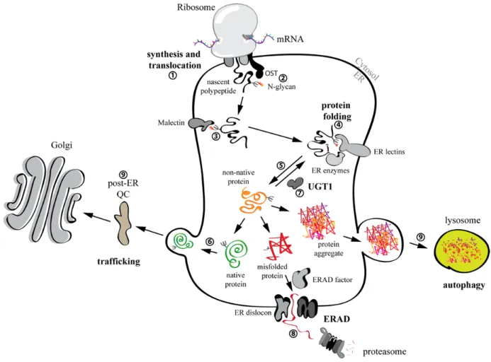 Figure 4. Folding and quality control of glycosylated proteins within the ER. N-glycans  are attached to the nascent chains