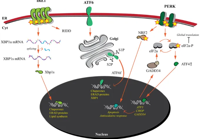 Figure 5. The unfolded protein response. The three ER membrane embedded stress  sensors are activated upon accumulation of misfolded proteins