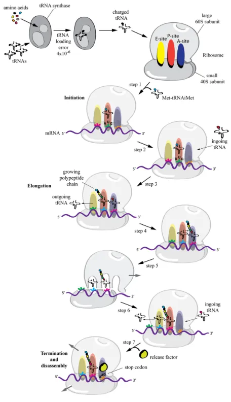 Figure 2. The ribosomal machinery. Schematic representing the steps of translation. 