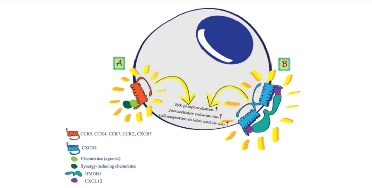 FiGURe 1 | Synergism induced by the formation of heterocomplexes. (A) Heterocomplex formed between two chemokines renders the agonist more potent  on the selective receptor
