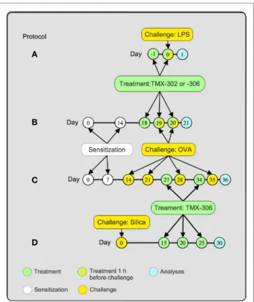 FigUre 1 | Treatment protocols. Mice were treated 1 and 24 h before  LPS (25  μ g/25  μ L), and analyses were made 24 h after provocation (a)