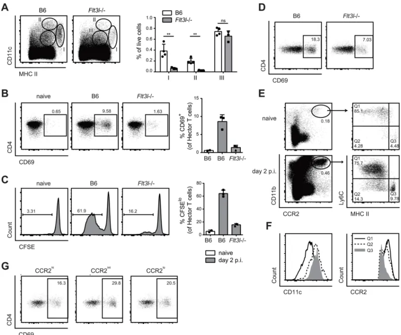 Fig 6. Flt3L-dependent migratory DCs and monocyte-derived DCs both present C . albicans derived antigen
