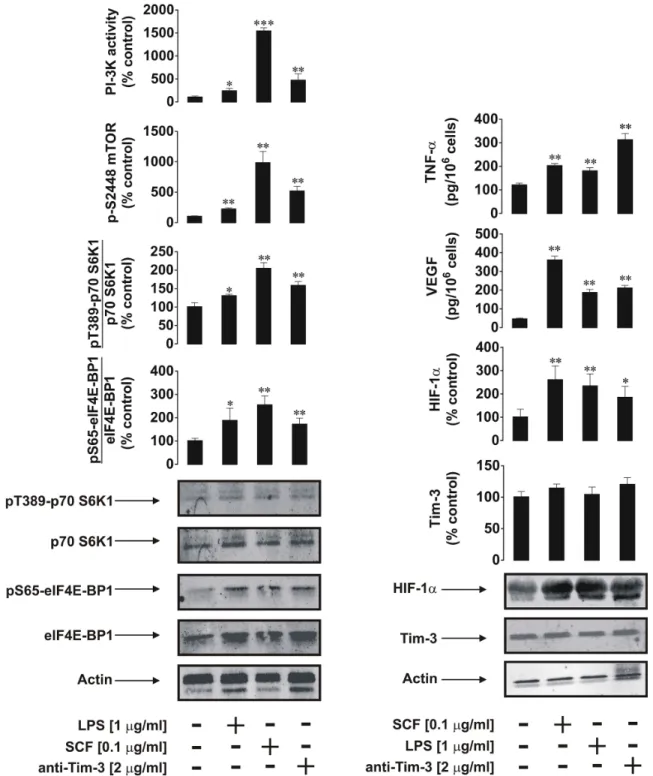 Figure 2: Anti-Tim-3 agonistic antibody induces mTOR activity, HIF-1α accumulation as well secretion of VEGF and  TNF-α in primary human AML cells