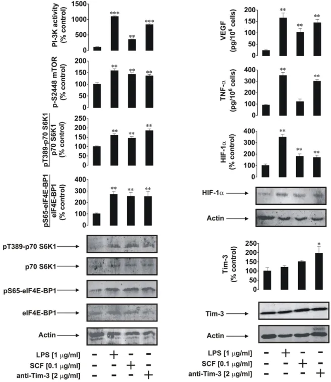 Figure 4: Anti-Tim-3 induces mTOR activity, HIF-1α accumulation as well secretion of VEGF and TNF-α in primary  human healthy leukocytes