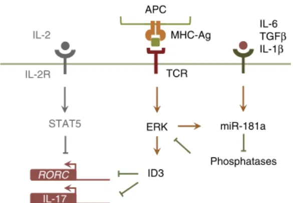 Figure 7 | Modulation of memory T H 17 cell responses by miR-181a and ERK. Non-comprehensive representation of TCR and IL-2 signalling in memory T cells, highlighting the novel ﬁndings of this study