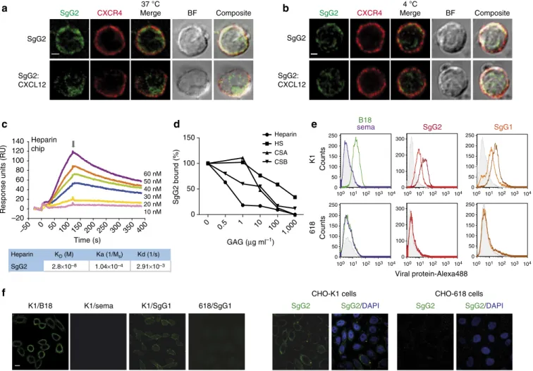 Figure 1 | SgGs interact with GAGs at the cell surface. (a,b) SgG2 binding to the surface of human primary monocytes