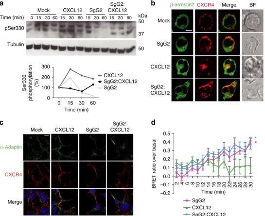 Figure 5 | Effect of SgG2 on the phosphorylation status of CXCR4 and its interaction with signalling molecules