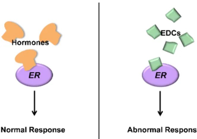 Figure 1. Estrogen Receptor protein (ER) regulate gene expression after binding hormones,  schematically shown on the left