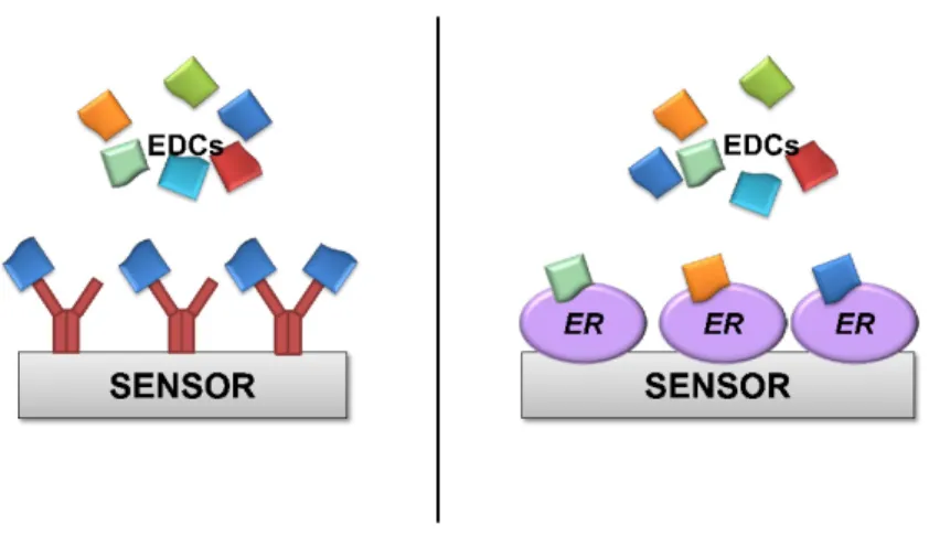 Figure 2. Schematic representation of a biosensor utilizing either antibodies (left) or   ER protein (right) as bio-recognition elements