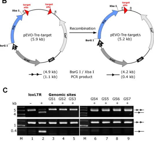 Figure 5. Assay of potential Tre-related off-target effects. (A) Nucleotide sequences of genomic sites and their locations in the human genome (in brackets)