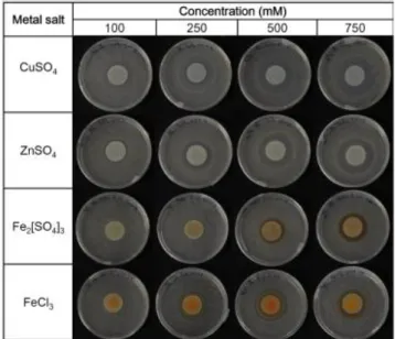 Figure  4. Minimum inhibitory concentrations (MICs) of Fe 3+ , Cu 2+  and Zn 2+  obtained on  agar plates