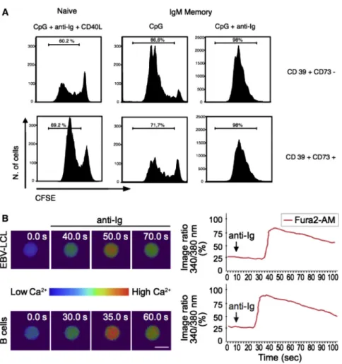 Figure S2. Human B Cell Proliferation of B Lymphocytes and Ca 2+ Analysis, Related to Results and Discussion
