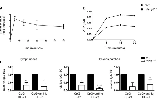 Figure S5. Analysis of ATP Release and Class Switch Recombination in TI-VAMP-Deficient Mouse B Lymphocytes, Related to Results and Discussion