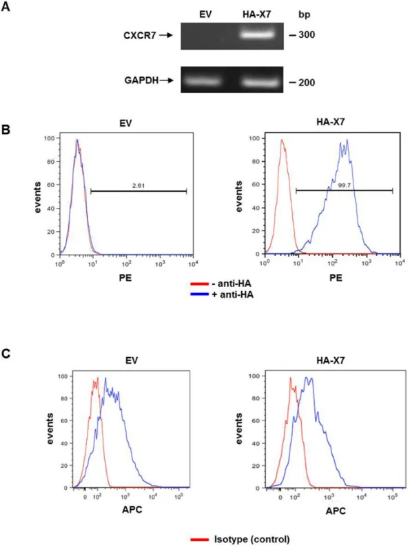 Figure 1.  Overexpression of HA-CXCR7 in human OS 143B-LacZ cells.  (A) Semi-quantitative RT-PCR analysis showed non- non-detectable expression of CXCR7 in 143B-LacZ-EV (EV) cells and abundant HA-CXCR7 (HA-X7) expression in 143B-LacZ-HA-X7 cells