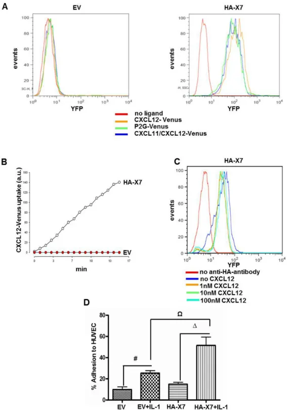 Figure 2.  HA-CXCR7 overexpression in 143B OS cells enhanced CXCL12 scavenging and adhesion to HUVEC