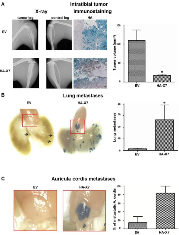 Figure  3.    Overexpression  of  HA-CXCR7  in  143B-LacZ  cells  diminished  primary  intratibial  tumor  growth,  but  promoted metastasis to the lung and the auriculum cordis