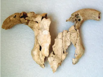 Figure 11. Crâne de la vache néolithique n°18 de Sion / St Guérin 