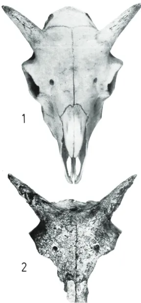 Figure 5. Crânes des brebis de Disentis ( en  haut ) et du site de  Sion / Petit - Chasseur II, niveau inférieur ( d'après  C haix  1976 ).