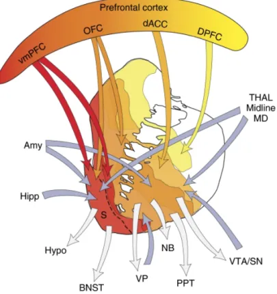 Figure 2.5. Illustration of the main afferent (input) and efferent (output) connections of  the striatum