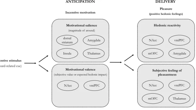 Figure 2.7 summarizes the brain regions consistently involved during the reward anticipation  and  the  reward  delivery,  as  reported  by  the  meta-analyses  in  humans  discussed  in  this  section