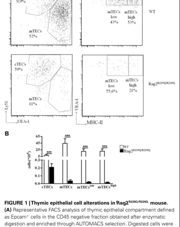 FIGURE 1 | Thymic epithelial cell alterations in Rag2 R229Q/R229Q mouse.